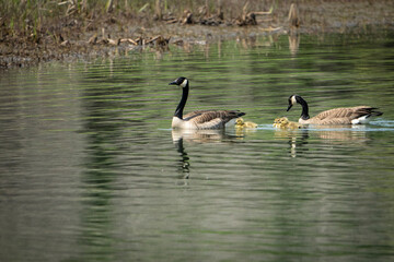 Canada goose family swimming together in the St. Lawrence River