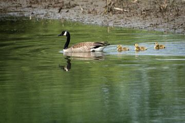 Canada goose family swimming together in the St. Lawrence River