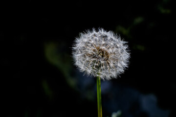 Obraz premium Flowers of Andorra