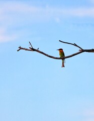 bird on a branch