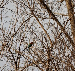 bee eater in between dead tree branches