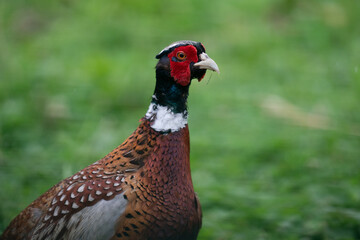 The common pheasant (Phasianus colchicus)