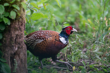 The common pheasant (Phasianus colchicus)