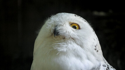 Close-up of nocturnal snowy owl or polar owl. Bubo scandiacus species from Arctic regions of North America and the Palearctic. Falconry birds of prey. Adult female.