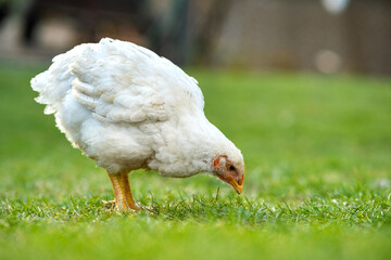 Hen feed on traditional rural barnyard. Close up of chicken standing on barn yard with green grass. Free range poultry farming concept