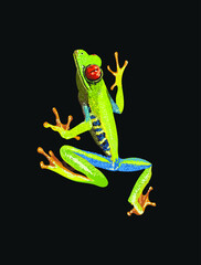 Red eye tree frog, agalychnis callidryas, amphibian, tree frog, vector