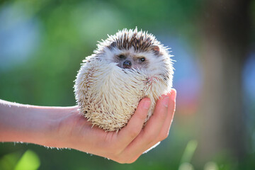 Human hands holding little african hedgehog pet outdoors on summer day. Keeping domestic animals and caring for pets concept