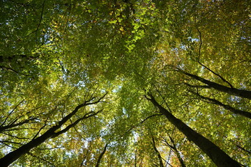 Im Wald - Blick in die Baumkronen