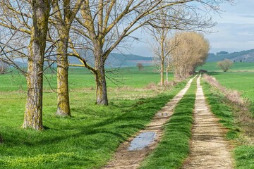 Rural road in spring