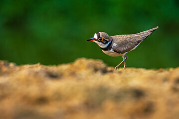 Little Ringed Plover