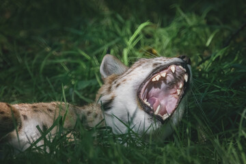 Gähnender Luchs im Gras