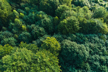 Top down flat aerial view of dark lush forest with green trees canopies in summer