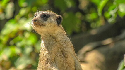 close up of face of a Meerkat or suricate. Suricata suricatta species from mongoose family Herpestidae. Living in Botswana Kalahari Desert, Namib Desert Namibia, southwestern Angola and South Africa