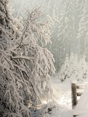 wet snow fell on a tree in the forest in winter