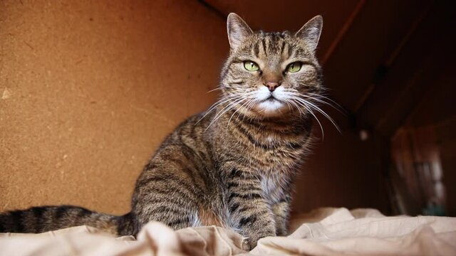 Funny portrait arrogant short-haired domestic tabby cat posing on dark brown background. Little kitten playing resting at home indoor. Pet care and animal life concept