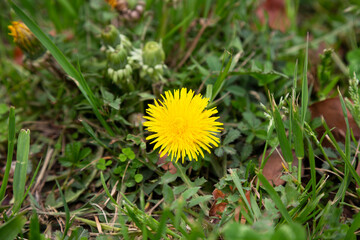 Dandelion in the grass. Yellow dandelion flower. Green grass. Close-up. Spring Green.