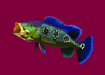 Cichla orinocoensis.pbass fish,agresive fish, large mounth, vector