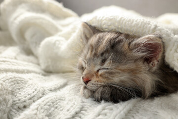 Cute kitten sleeping in white knitted blanket