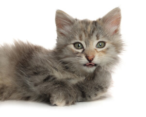 Cute fluffy kitten on white background. Baby animal