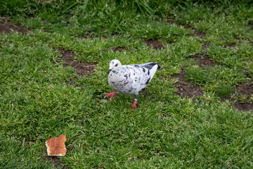 A white pigeon or dove Columba livia walks across the grass to a piece of bread.
