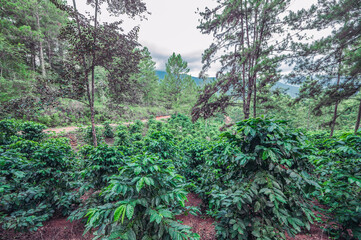 Coffee bush in Dominican republic with hill view