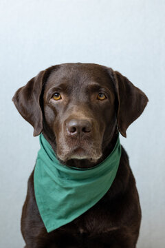 a chocolate labrador retriever dog sits on a light background in a green bandana or pink crown, blue bunny ears made of blue fabric for a Halloween or Christmas outfit. a beautiful domestic retriever