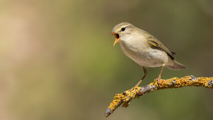 Obraz premium The willow warbler is singing.