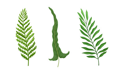 Green fern and palm leaves set. Jungle tropical exotic leaf vector illustration