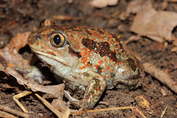 the common spadefoot, garlic toad, the common spadefoot toad, and the European common spadefoot (Pelobates fuscus) in a natural habitat