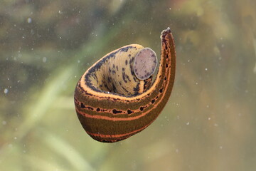 European medicinal leech (Hirudo medicinalis) in a natural habitat underwater