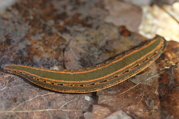 European medicinal leech (Hirudo medicinalis) in a natural habitat underwater