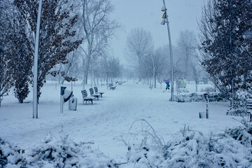 Beautiful winter park, trees covered with snow. Winter landscape