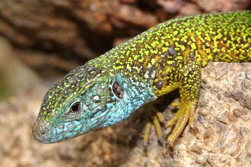 The European green lizard (Lacerta viridis) male head detail with ticks