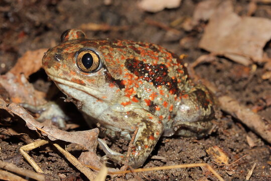 the common spadefoot, garlic toad, the common spadefoot toad, and the European common spadefoot (Pelobates fuscus) in a natural habitat