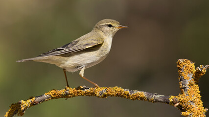 Willow Warbler poses for the photographer.