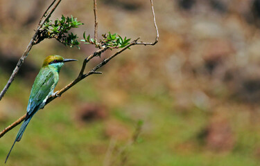green bee eater on a branch