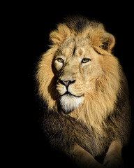 Obraz na płótnie Canvas Lion , king isolated , Portrait Wildlife animal 