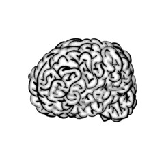Brain hand drawing isolated. Brains Engraving vector illustration