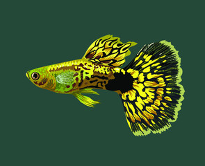 Yellow leopard guppy fish,beautiful fish, male guppy, vector