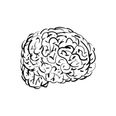 Brain hand drawing isolated. Brains Engraving vector illustration