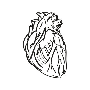 Anatomical Heart hand drawing isolated. Heart engraving vector illustration