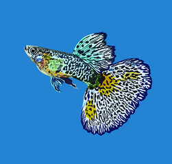 blue cobra guppy fish,beautiful fish, vector