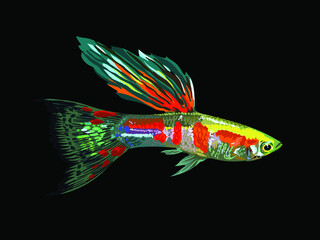 neon guppy fish,exotic guppy fish,tropical fish, vector