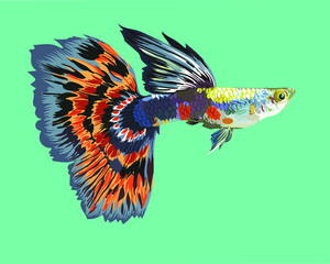 Obraz premium Half moon tail guppy fish, art.illustration, vector
