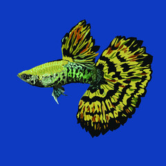 Yellow tiger guppy fish, beautiful bar, freshwater fish, vector