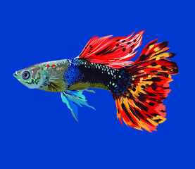 Dragon tail guppy fish, freshwater fish, colorfull, vector - obrazy, fototapety, plakaty