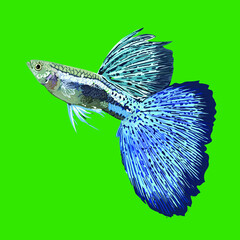 Blue grass guppy fish, exotic fish, good for aquascape, vector