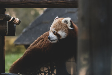 Panda rojo jugando en las ramas. Red panda playing