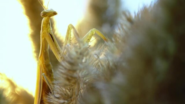 Praying mantis is sitting with closed eyes and relaxing at the field. Tiny insect is clutching the spicule of the wheatear and moves paws. Theme of life of little bugs in wild nature.