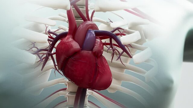 The human heart beating the x-ray view